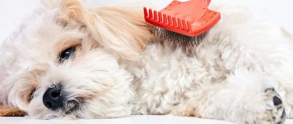 Petstation Cardiff